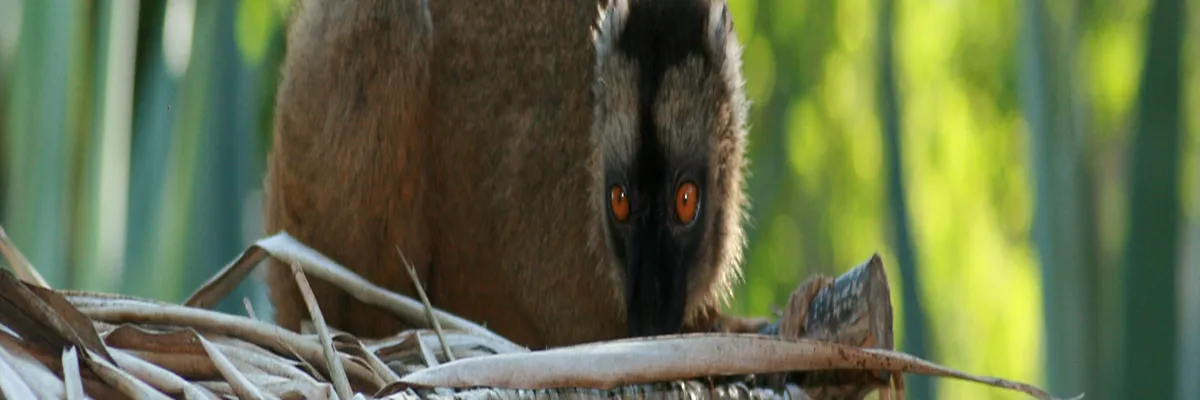 Image Constructeur terrain padel Mayotte